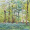 Bluebell Woods: sunlit trees above a carpet of bluebells.